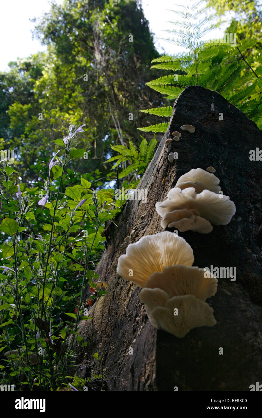 Bracket fungi growing on a log Stock Photo