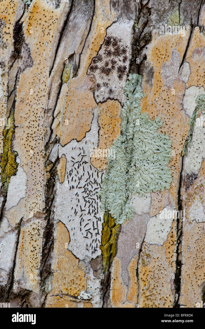 Lichens on palm tree trunk, Mission Beach, Queensland, Australia Stock Photo