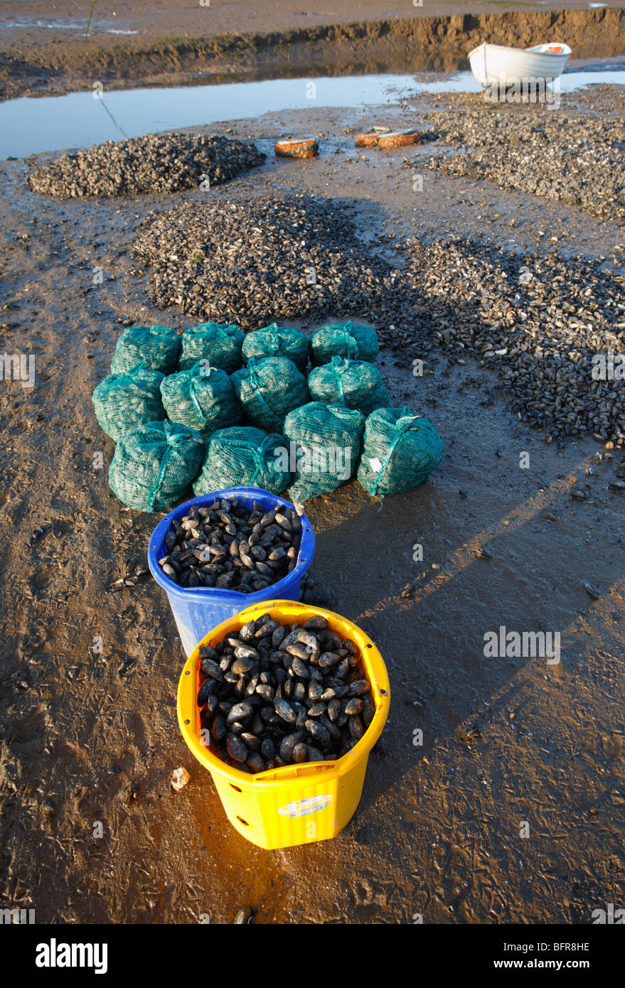 Buckets and bags of freshly caught mussels at Brancaster Staithe on the North Norfolk coast. A small boat is in the background. Stock Photo