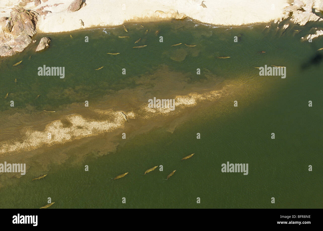 Aerial view of large number of Nile crocodiles in the Olifants river (Crocodylus niloticus) Stock Photo
