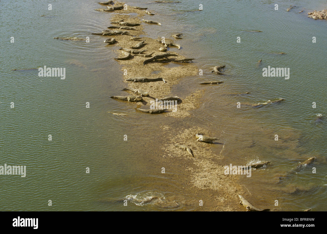 Aerial view of large number of Nile crocodiles on a sand bank in the Olifants river (Crocodylus niloticus) Stock Photo