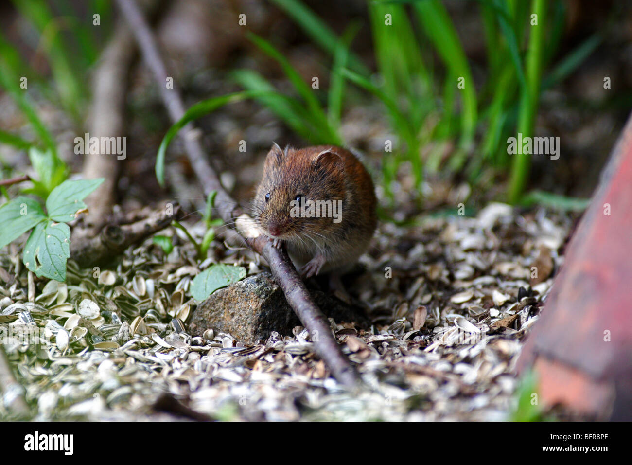 Mouse eating hires stock photography and images Alamy
