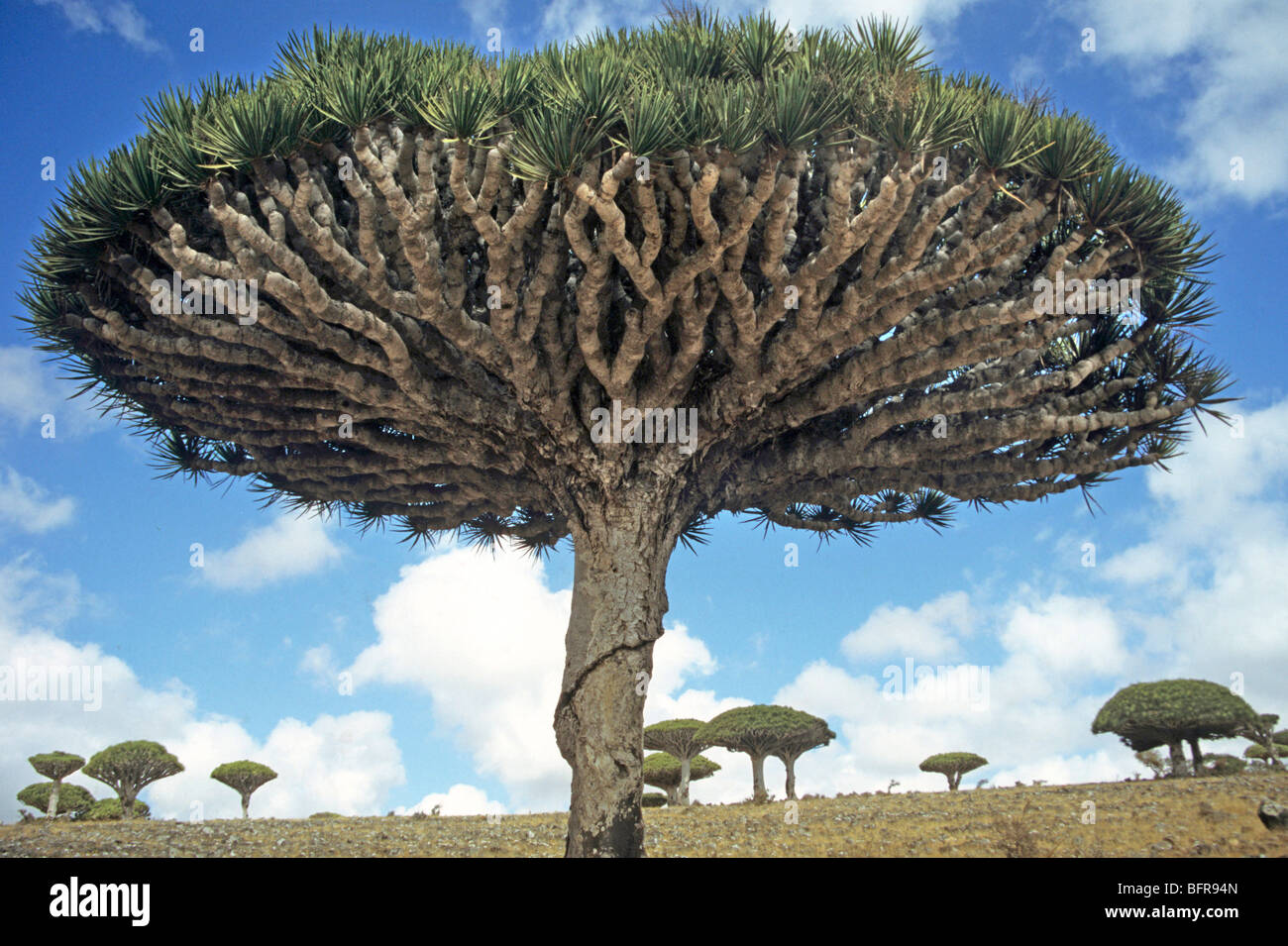 Dragon S Blood Tree Dracaena Cinnabari On The Island Of Socotra Stock Photo Alamy