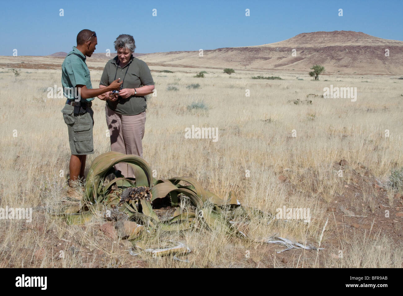 Guide and tourist with ancient Welwitschia plant (Welwitschia mirabilis) Stock Photo