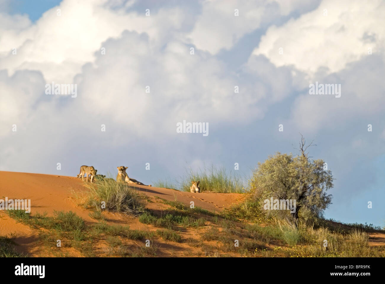 Pride of lions resting on a sand dune in evening light in Auob River valley near Mata Mata Stock Photo
