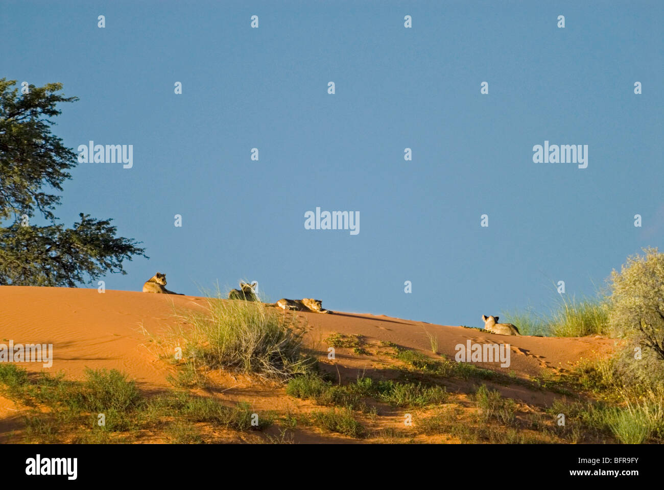 Pride of lions resting on a sand dune in evening light in Auob River valley near Mata Mata Stock Photo