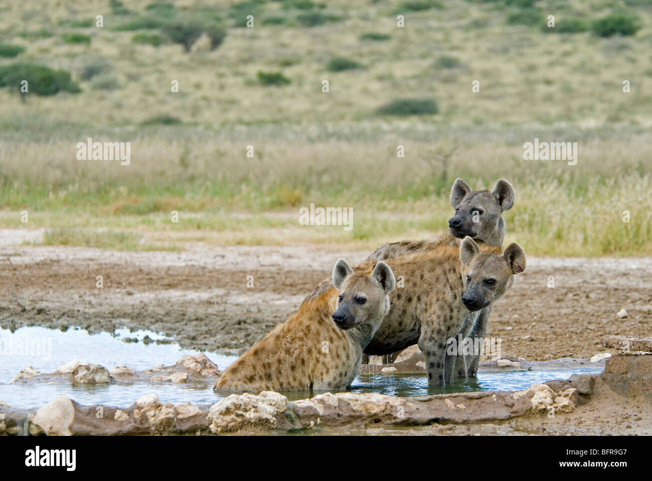 Spotted Hyaena cooling off at Kousant waterhole Stock Photo