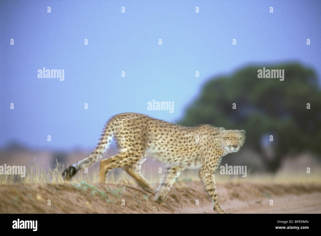 Cheetah (Acinonyx jubatus) crossing a sand road Stock Photo