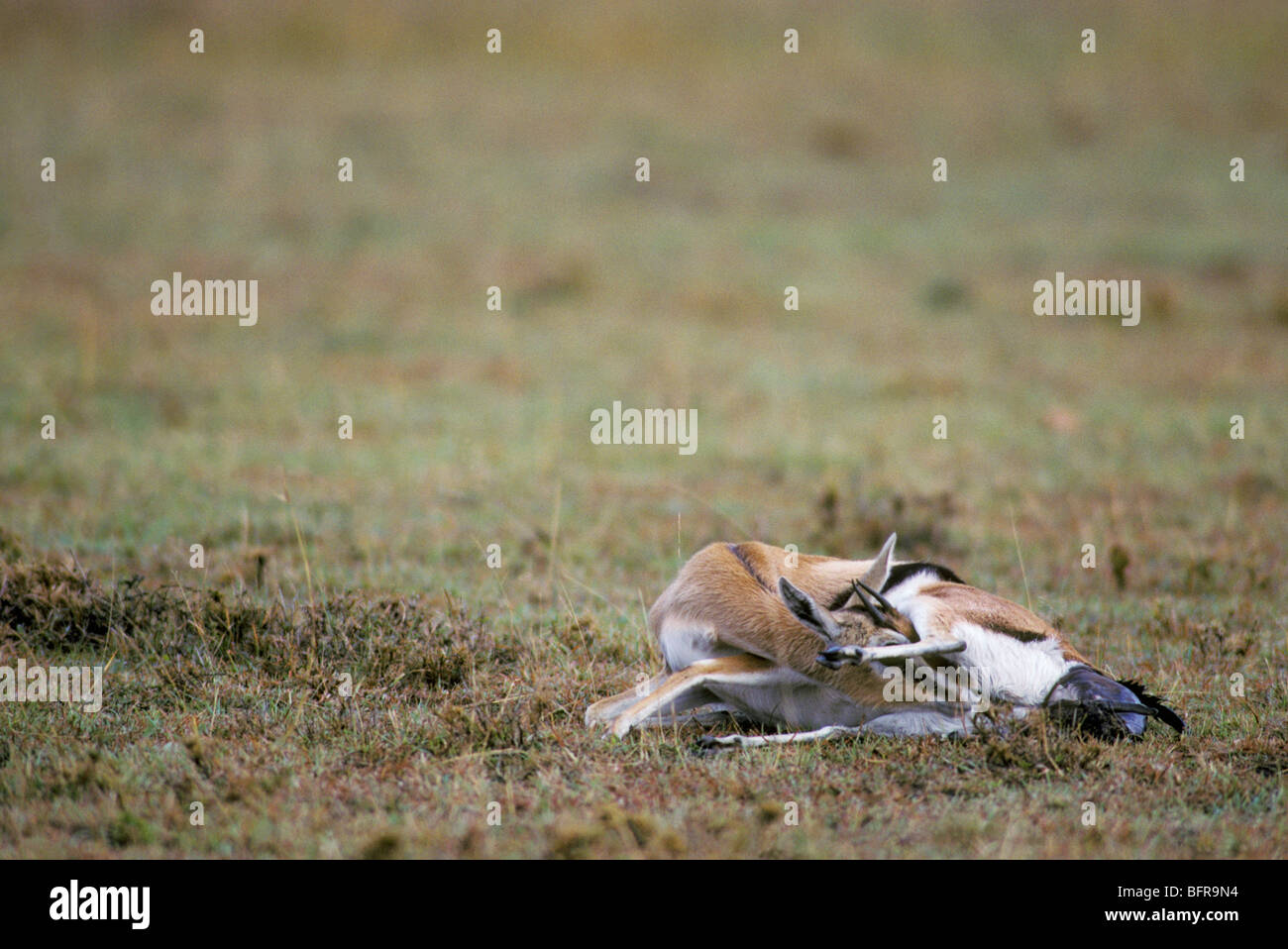 Thomson's gazelle giving birth (gazelle thomsoni Stock Photo - Alamy