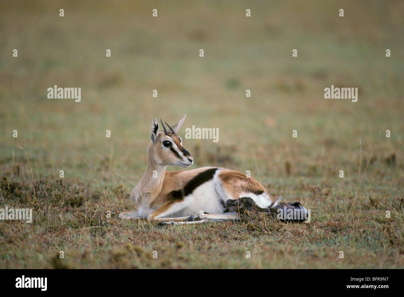 Thomson's gazelle giving birth (gazelle thomsoni Stock Photo - Alamy