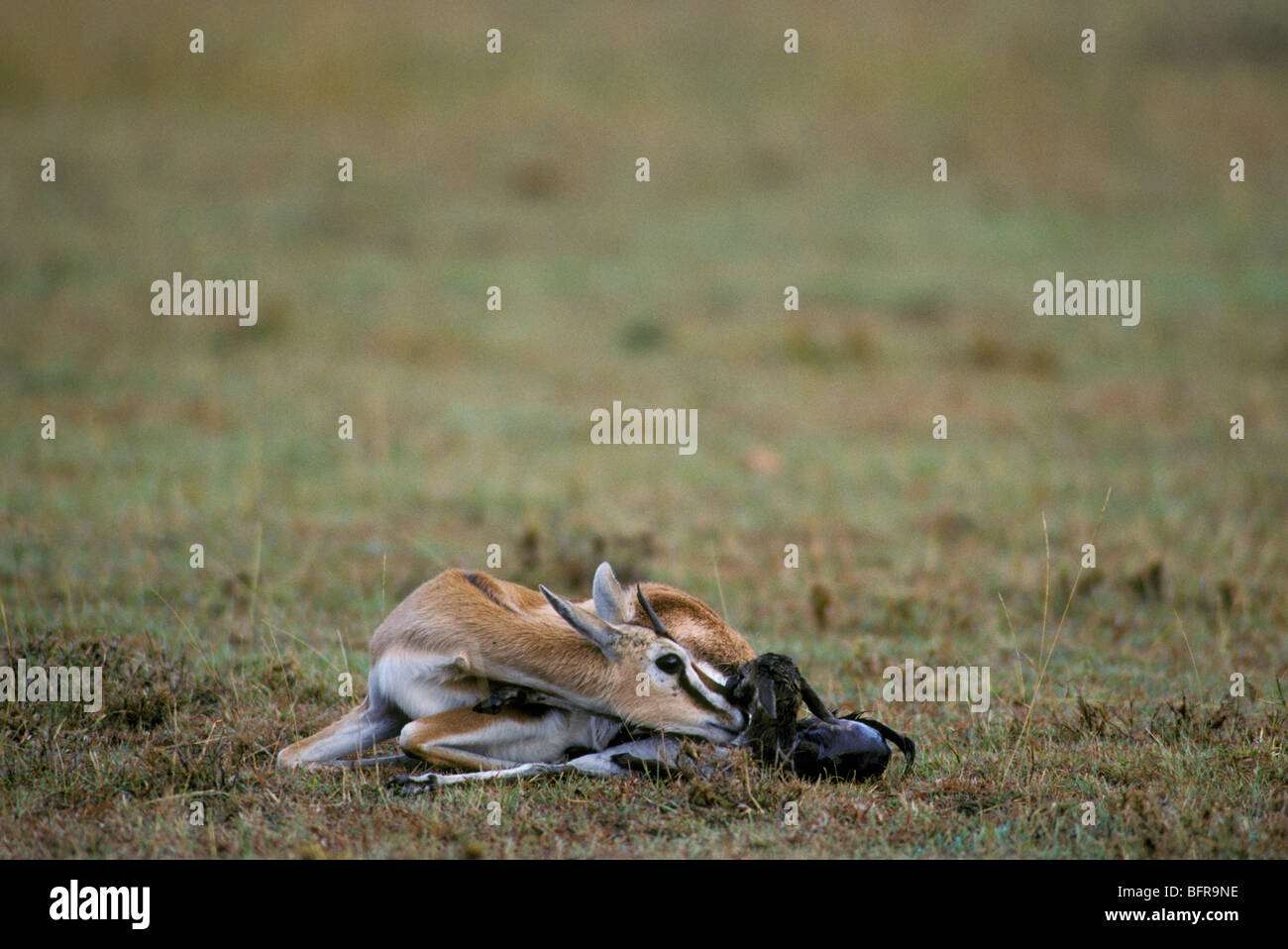 Thomson's gazelle giving birth (gazelle thomsoni Stock Photo - Alamy