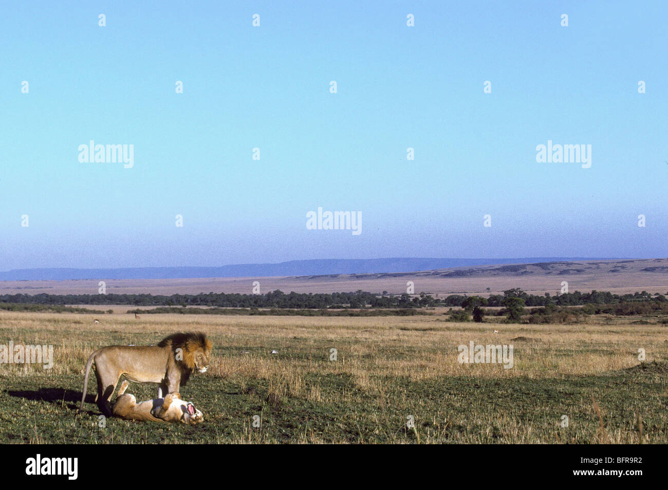Mating Pair African Lions Masai High Resolution Stock Photography and ...