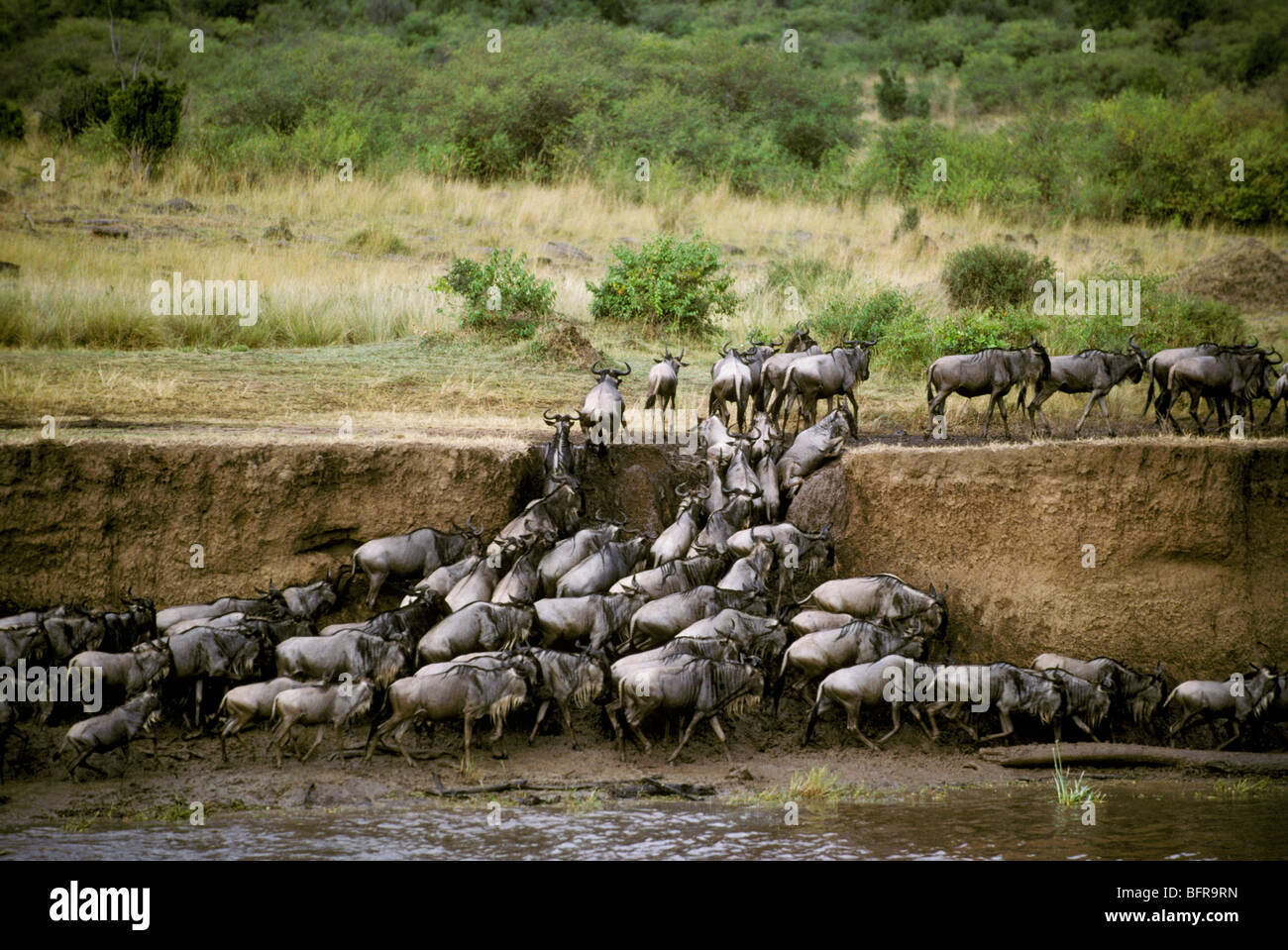 Blue wildebeest migration climbing up a steep bank while crossing Mara ...