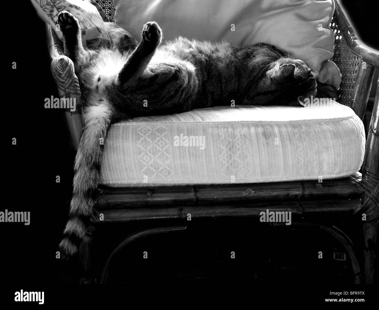 Domestic cat sleeping upside down on a wicker chair Stock Photo Alamy