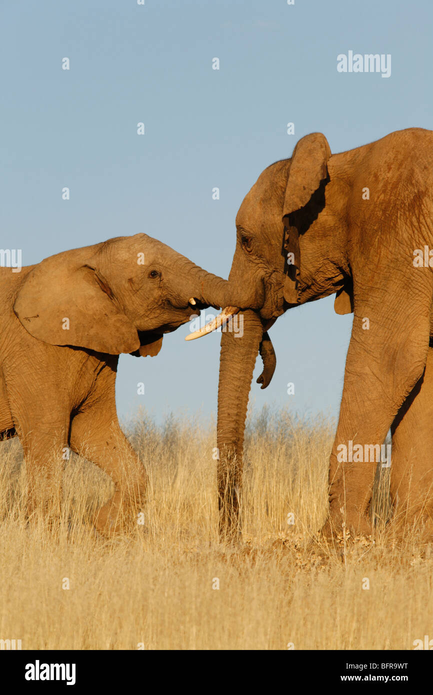 Elephant mother with calf Stock Photo