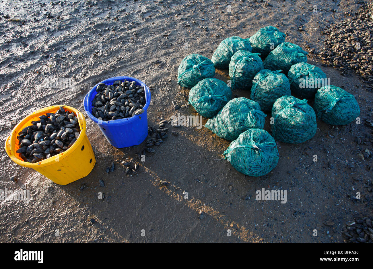 Buckets and bags of freshly caught mussels at Brancaster Staithe on the North Norfolk coast. Stock Photo