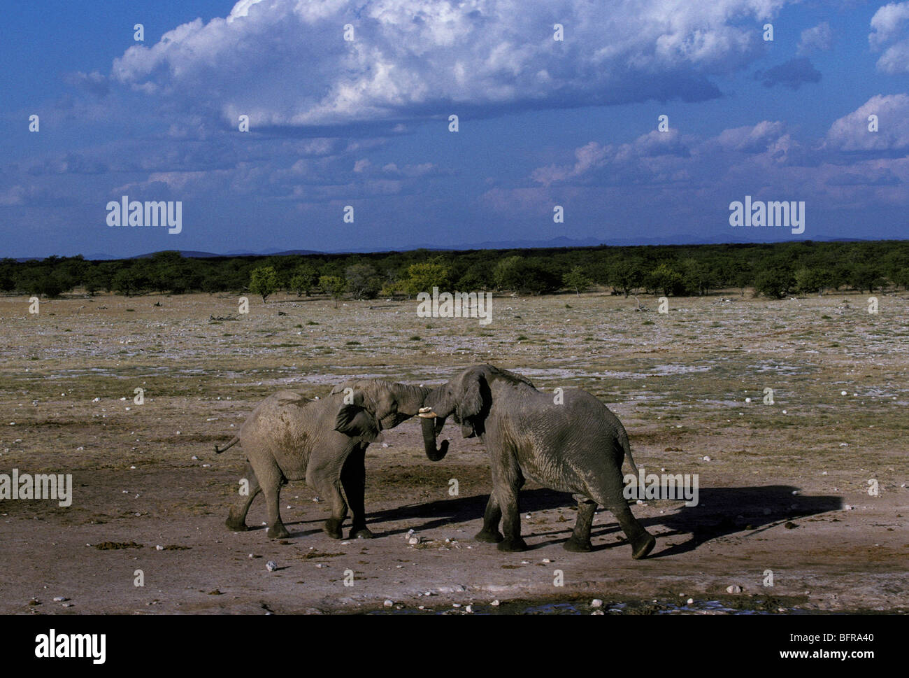 African elephant bulls wrestling (Loxodonta africana) Stock Photo