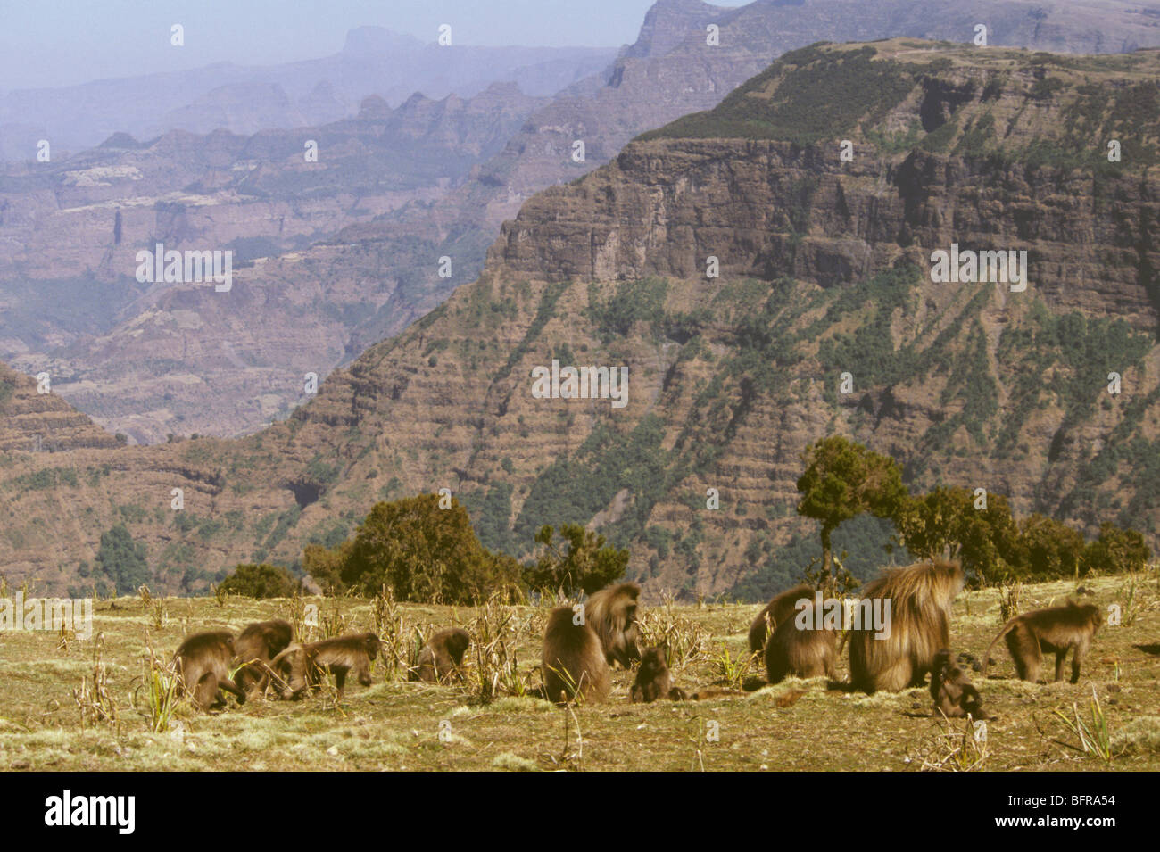 Gelada baboons foraging on the afro-montane highlands of northern Ethiopia Stock Photo