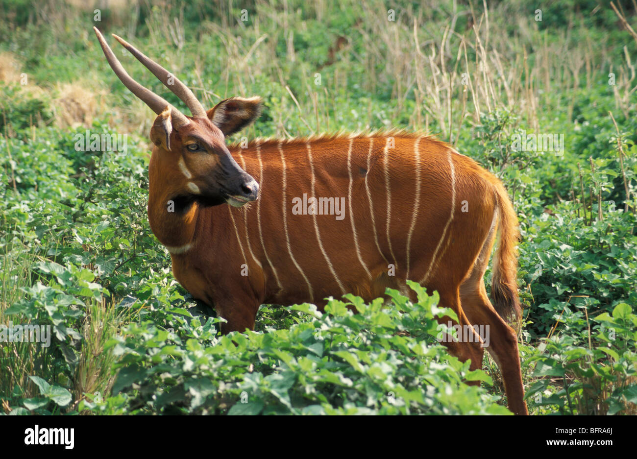 Bongo standing in densely vegetated area. (Boocercus evryceros) Stock Photo