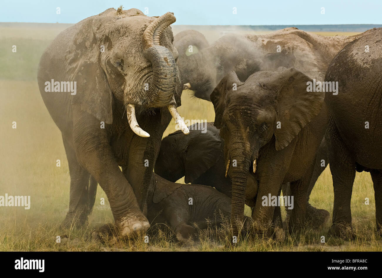 African Elephants (Loxodonta africana) dust bathing Stock Photo