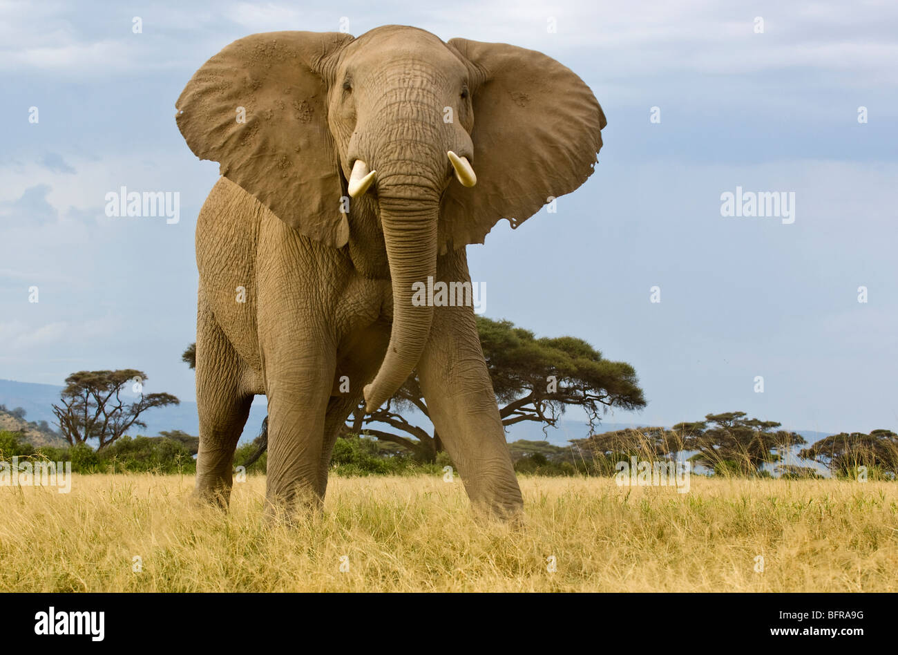 A bull elephant stands tall in the typical threat posture Stock Photo ...