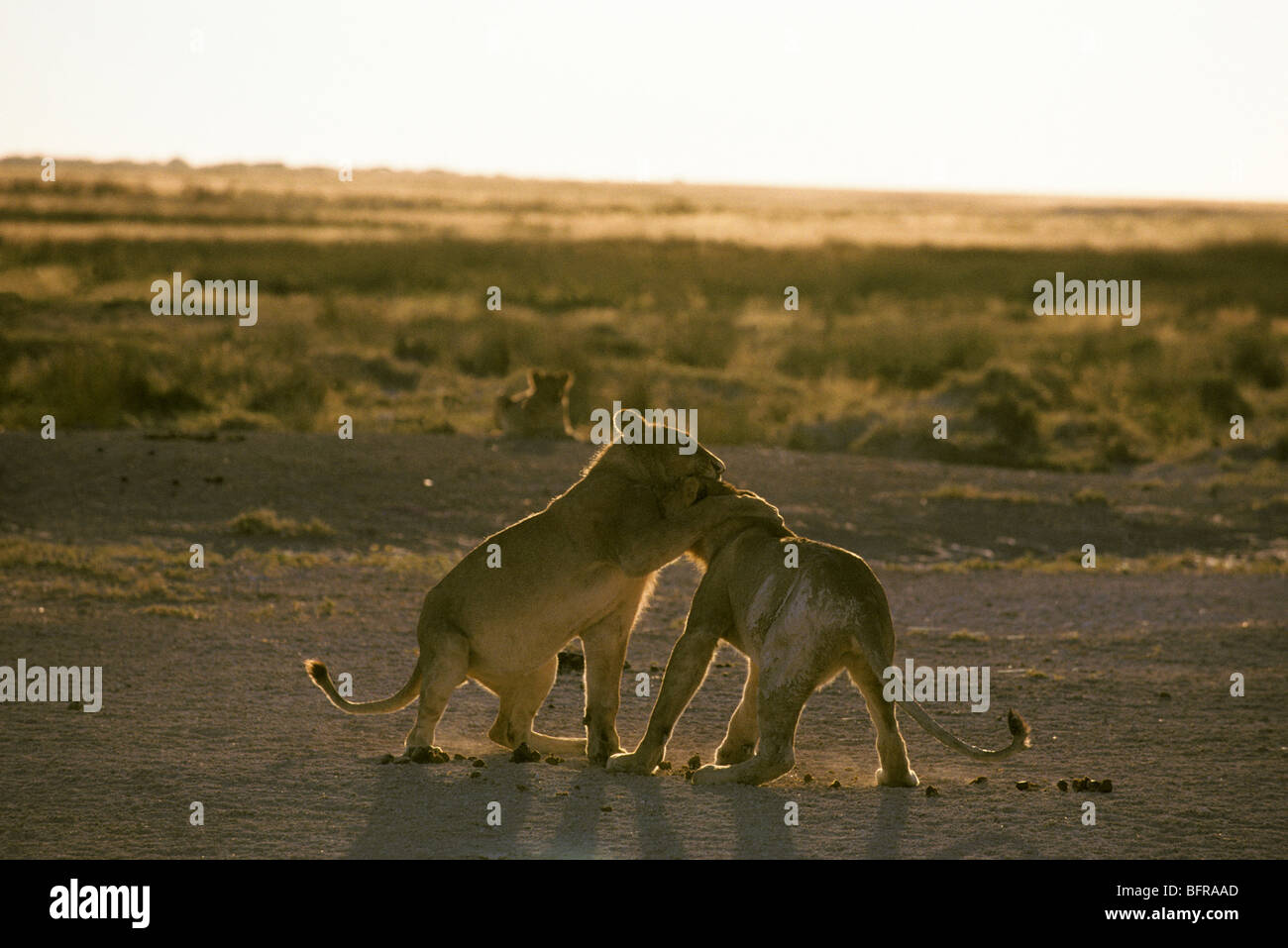 Lions play fighting (Panthera leo Stock Photo - Alamy