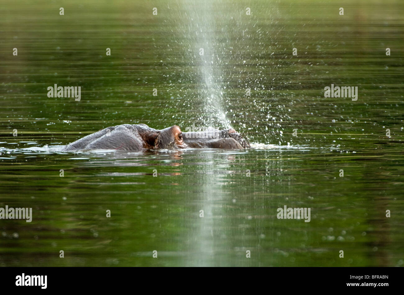 Hippopotamus (Hippopotamus amphibius) swimming Stock Photo