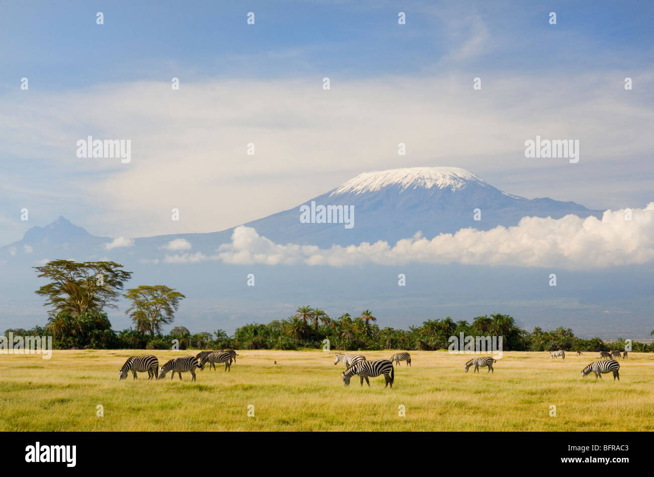 A herd of Burchell's zebras feed on a grassy clearing beneath the peaks of Mt Kilimanjaro. Stock Photo