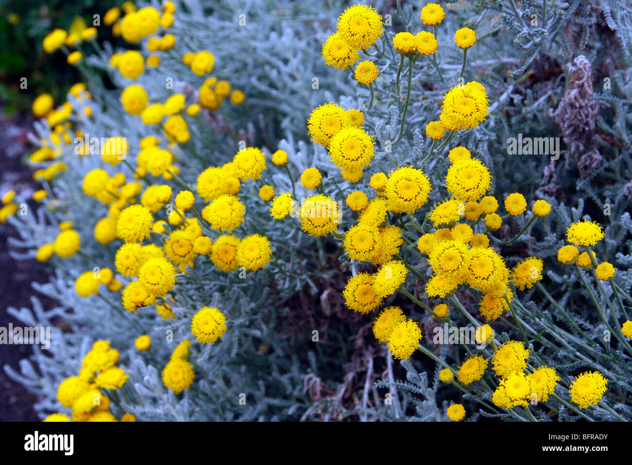 Detail Portrait Silver Foliage Leaf Sun Yellow Flower Summer High Resolution Stock Photography And Images Alamy
