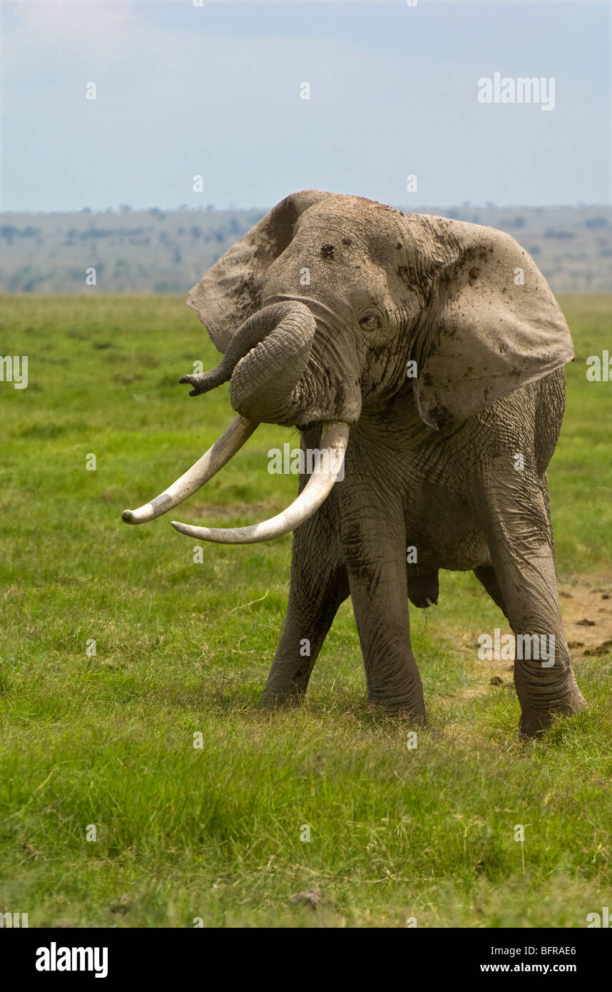 Bull elephant hires stock photography and images Alamy