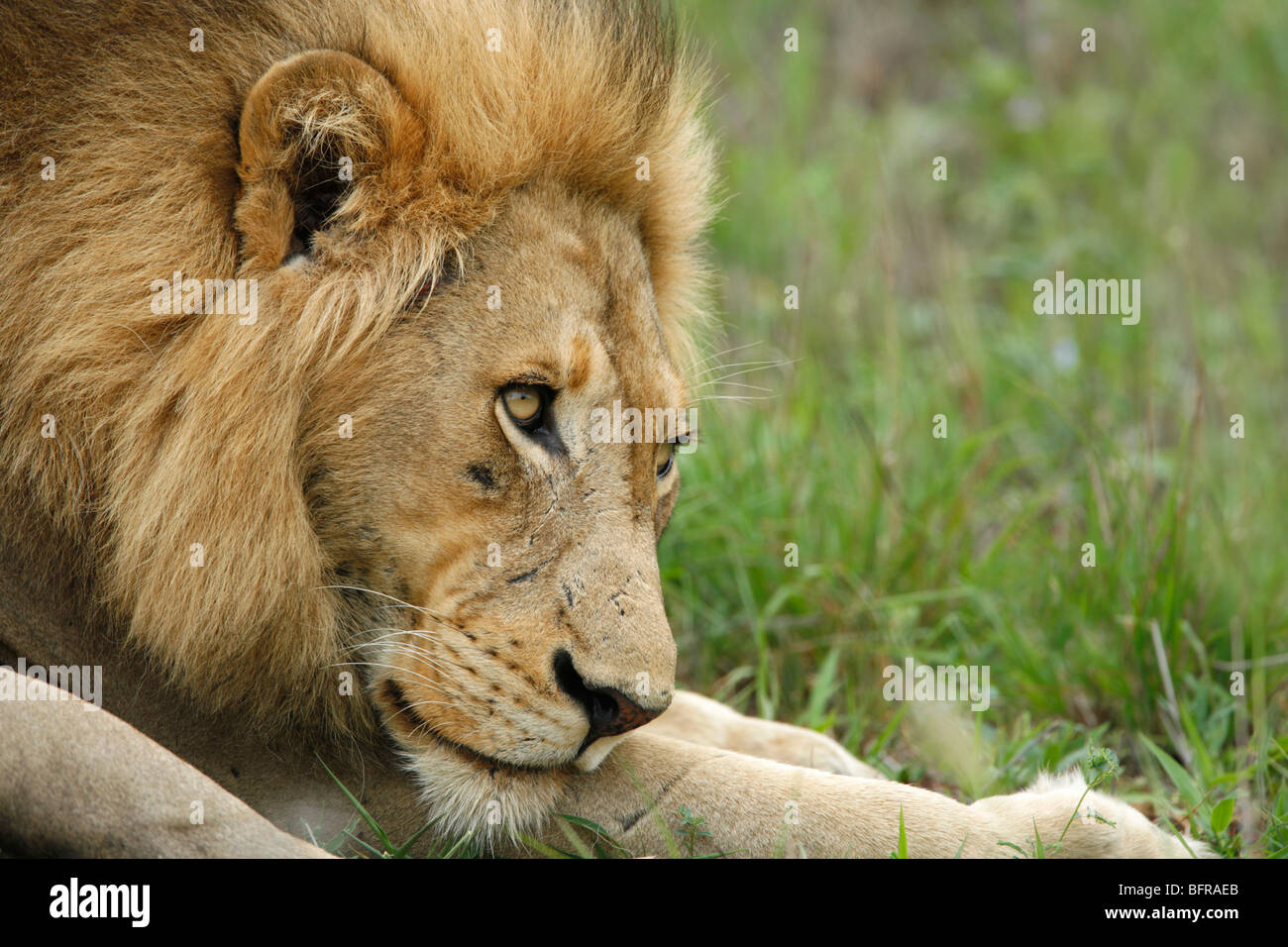 Lion eyes close up hi-res stock photography and images - Alamy
