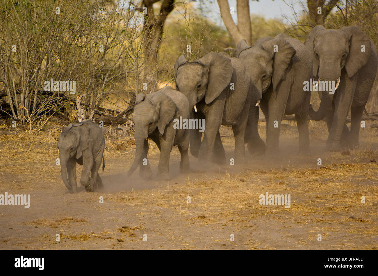 African Elephant herds (Loxodonta africana) walking in line Stock Photo
