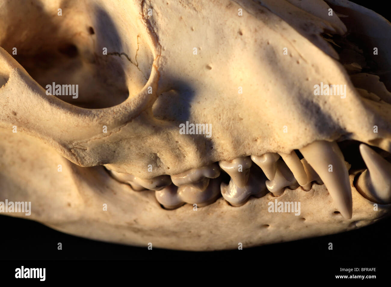 Skull And Teeth Of A Red Fox Vulpes Vulpes Stock Photo Alamy
