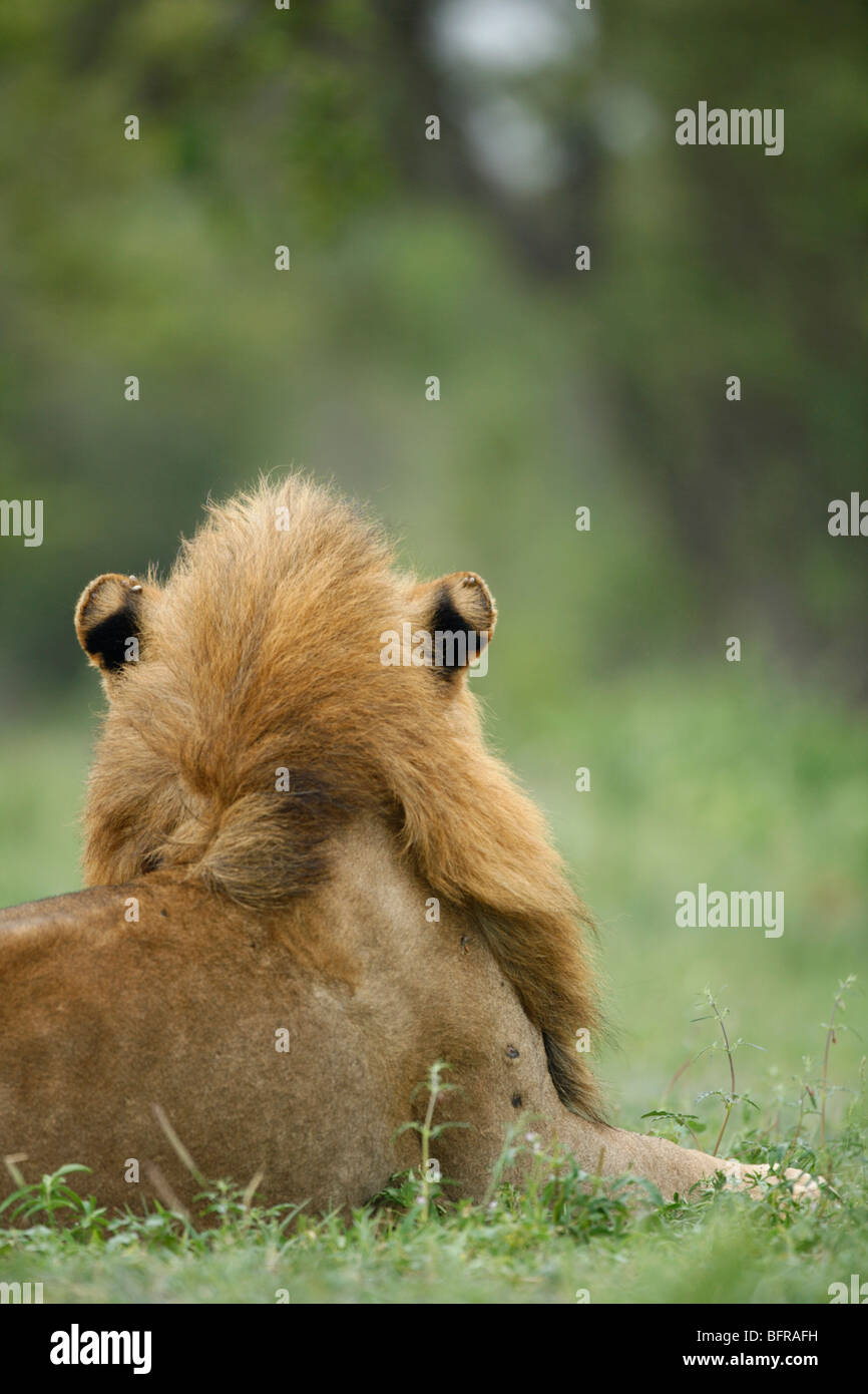 Male lion viewed from behind Stock Photo