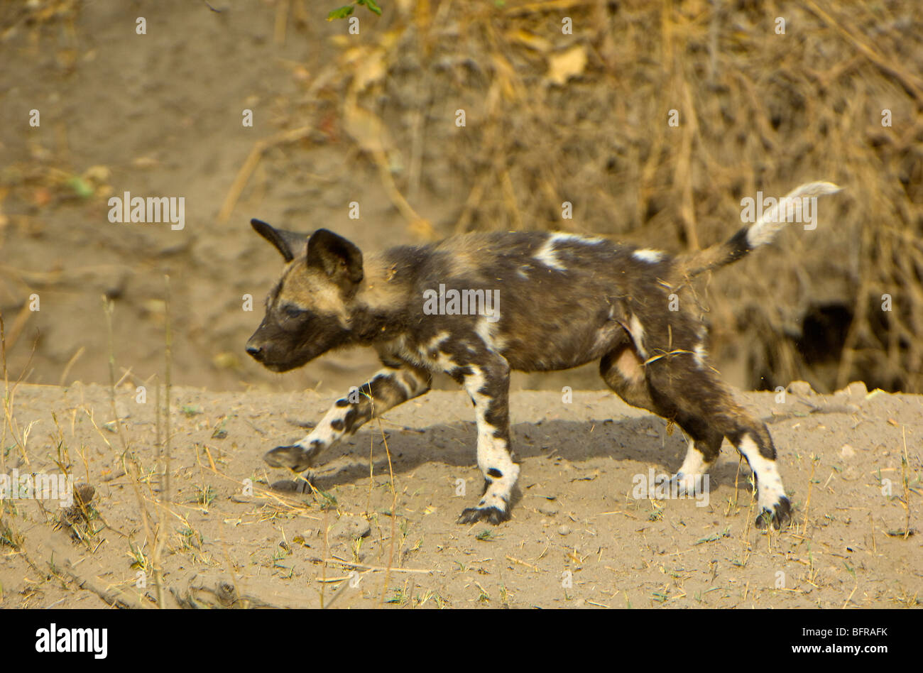 African Wild Dog pup (Lycaon pictus) running Stock Photo