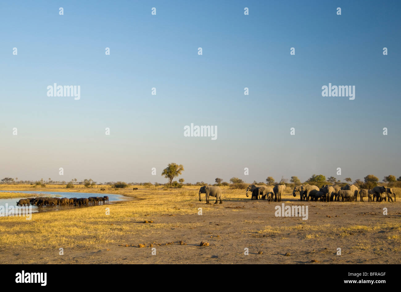 A herd of elephants waits patiently while a herd of buffalo occupy a waterhole. Stock Photo