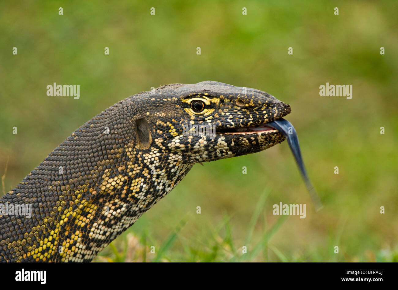A Nile Monitor tests the air with its tongue Stock Photo