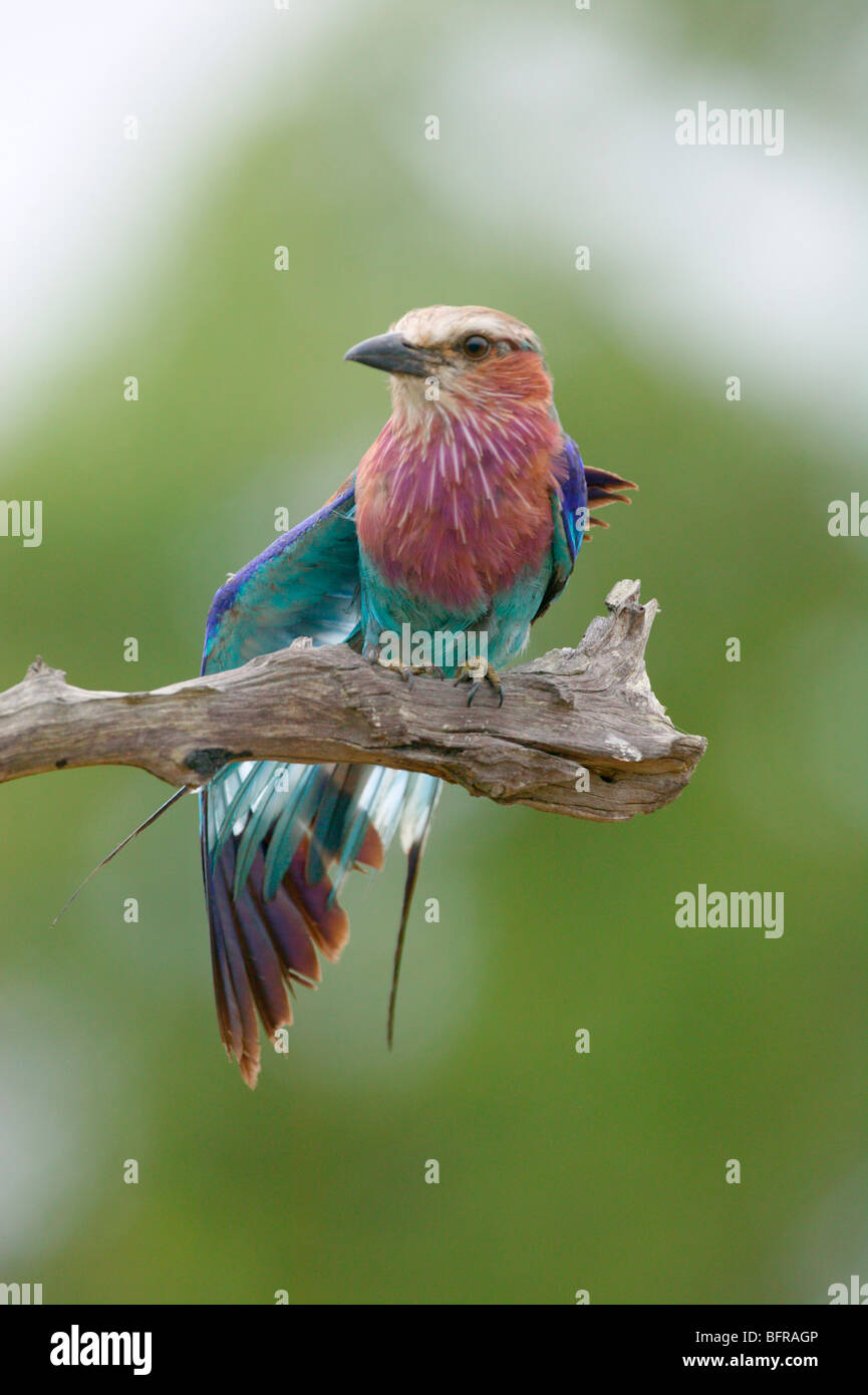 Lilac breasted roller stretching its wing Stock Photo