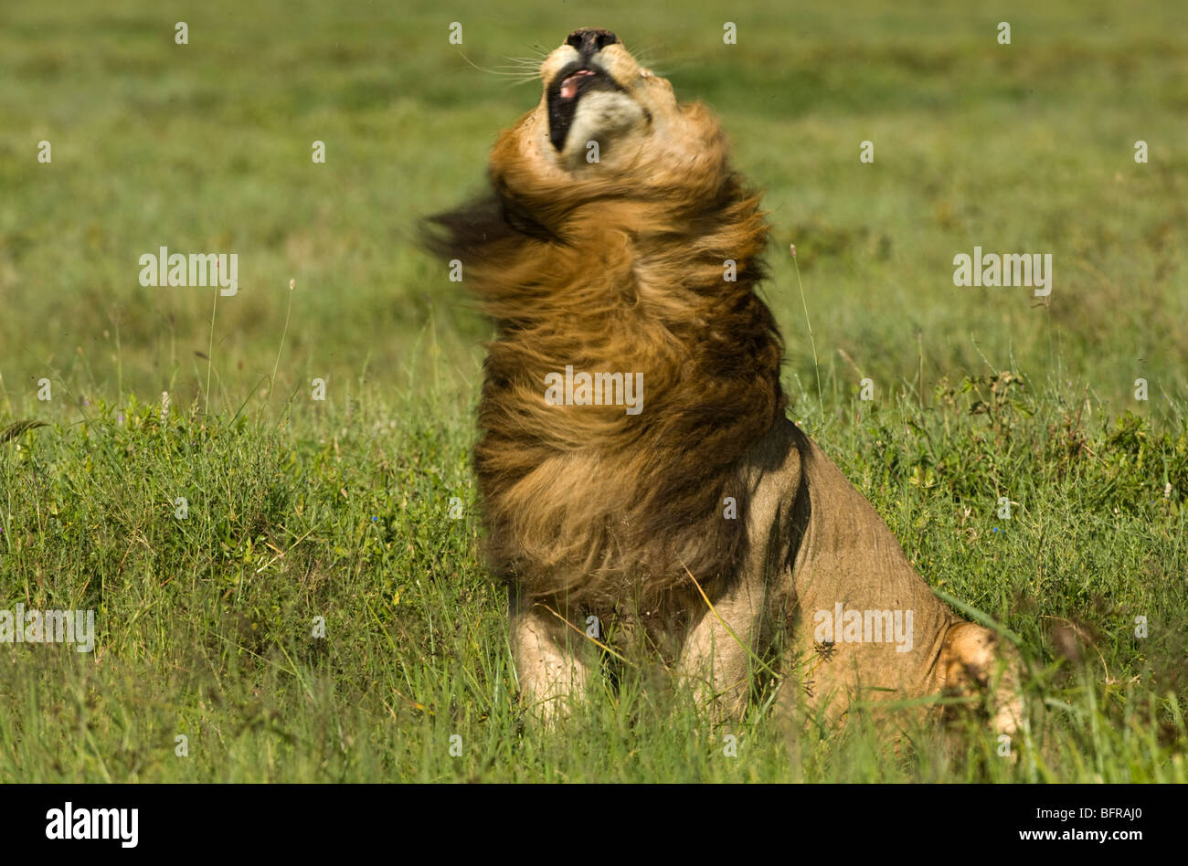 Male Lion shaking mane (Panthera leo) Stock Photo