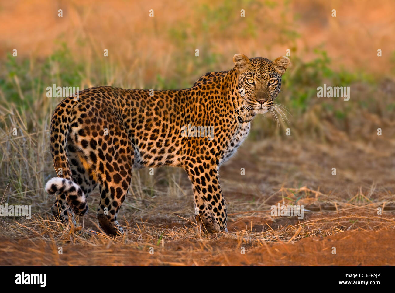 Leopard in warm afternoon light Stock Photo
