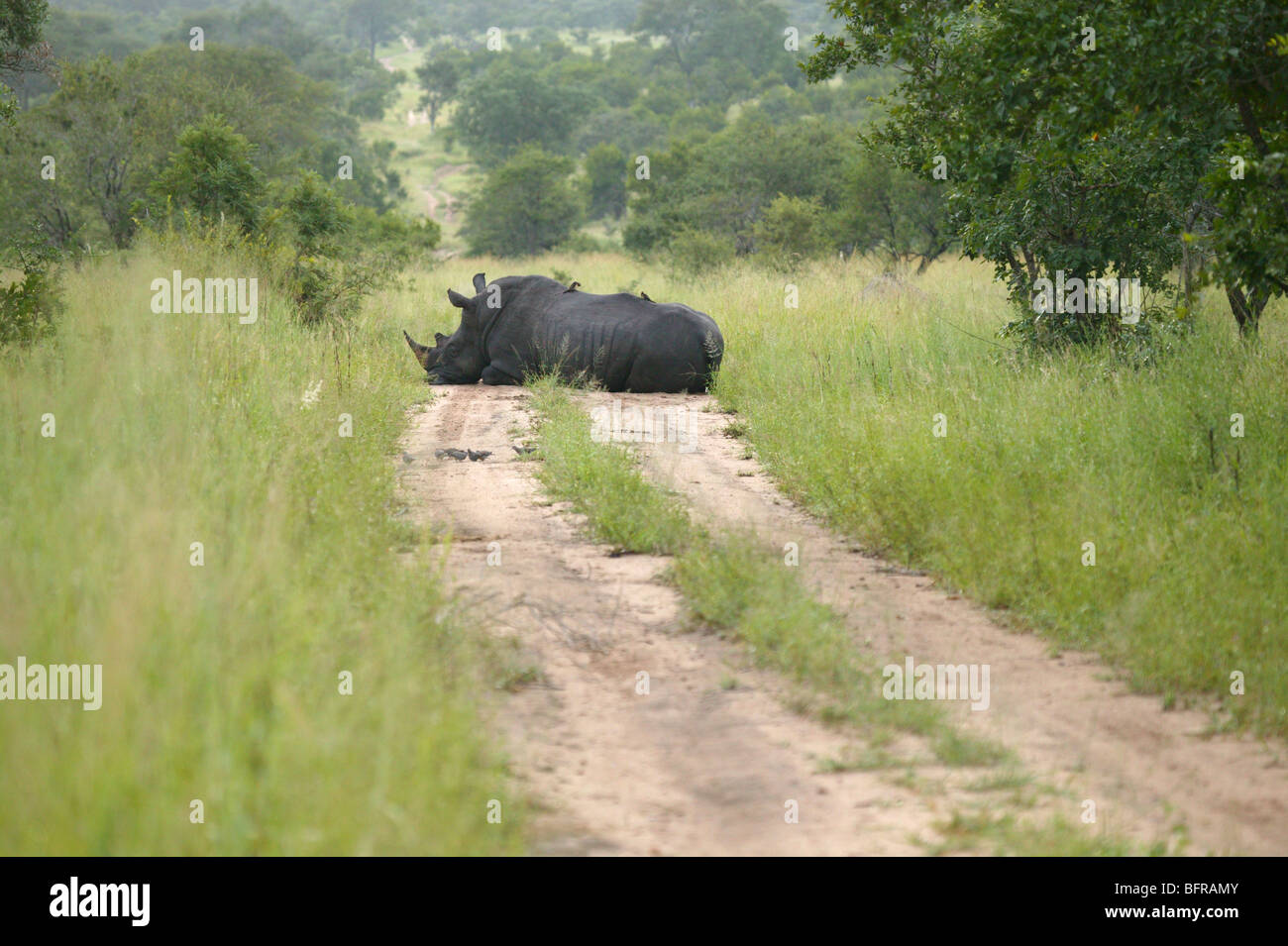 White rhino lying down in a road Stock Photo