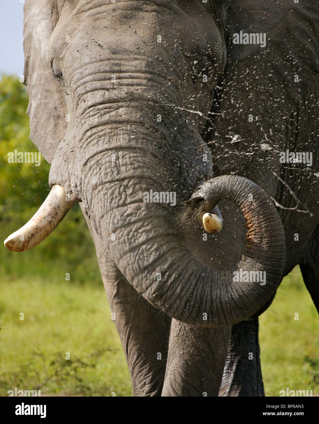 Frontal view of an elephant spraying itself with mud Stock Photo