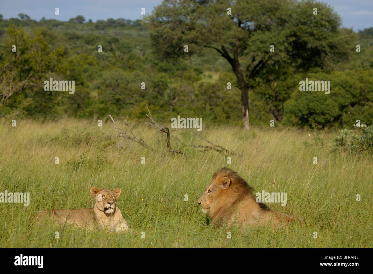 Mating pair of lions lying in an open grassland Stock Photo - Alamy
