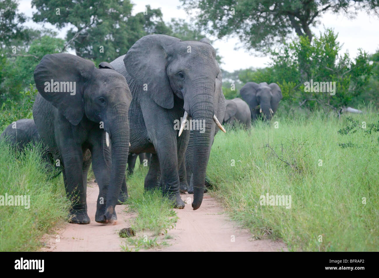 Frontal view of a breeding herd of elephant walking down a track Stock Photo
