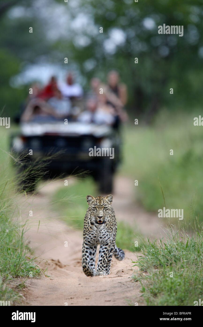 Tourists on an open game drive vehicle viewing a leopard on the move Stock Photo