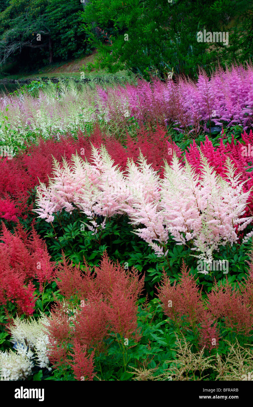 Part of the national Astilbe collection at Marwood Hill Garden, Devon - centre pale pink is Astilbe 'Elizabeth Bloom' Stock Photo
