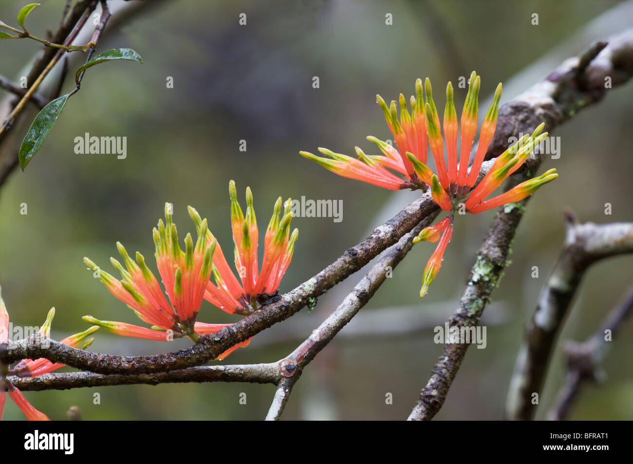 Brush, or Red, Mistletoe, Amylotheca dictyophleba, Possum Valley, Queensland, Australia Stock Photo