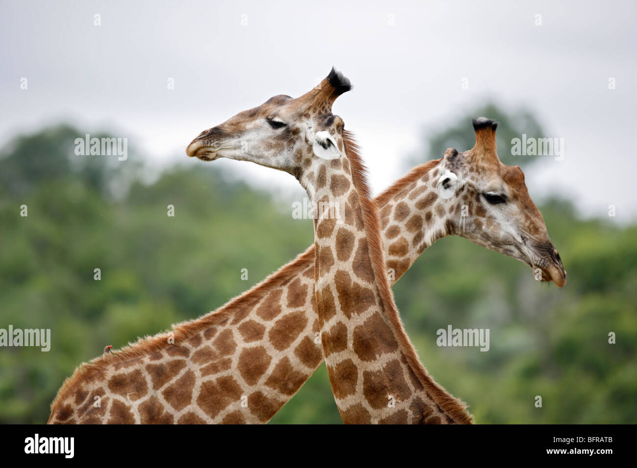Portrait of a two with necks crossed Stock Photo