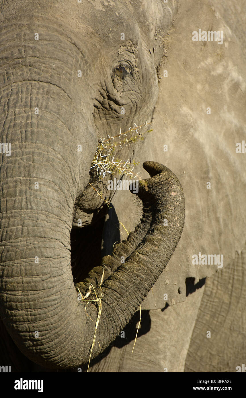 An elephant feeds on acacia thorns Stock Photo