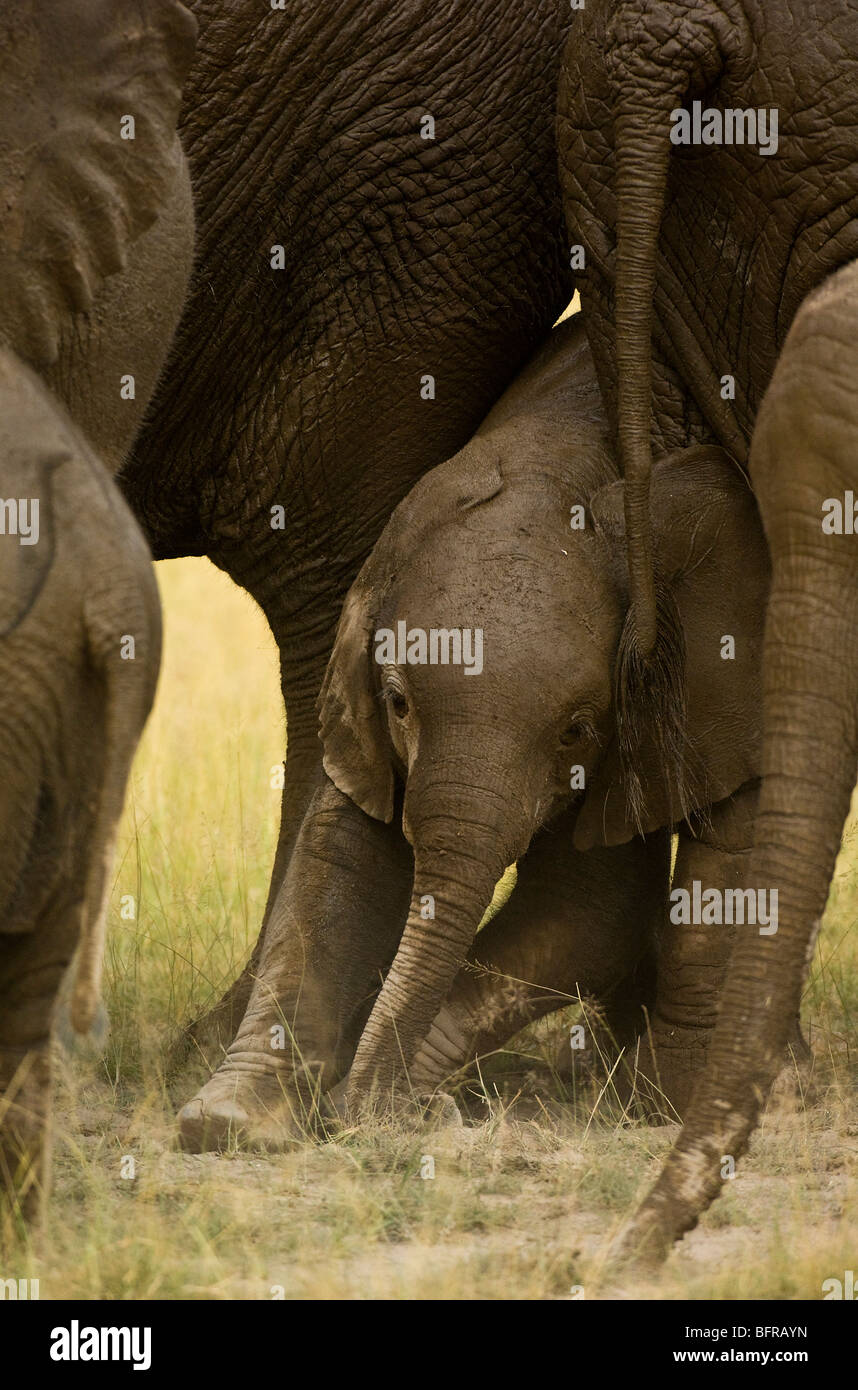 A young elephant calf pushes in under older members  to find a shady place to lie down. Stock Photo
